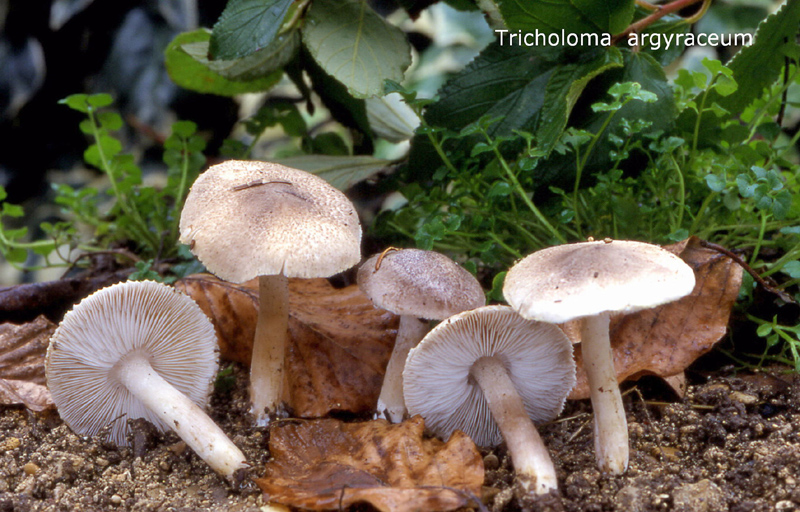 Tricholoma argyraceum-amf1848.jpg - Tricholoma argyraceum ; Syn1: Tricholoma terreum var.argyraceum ; Syn2: Tricholoma myomyces var.argyraceum ; Nom français: Tricholome argenté
